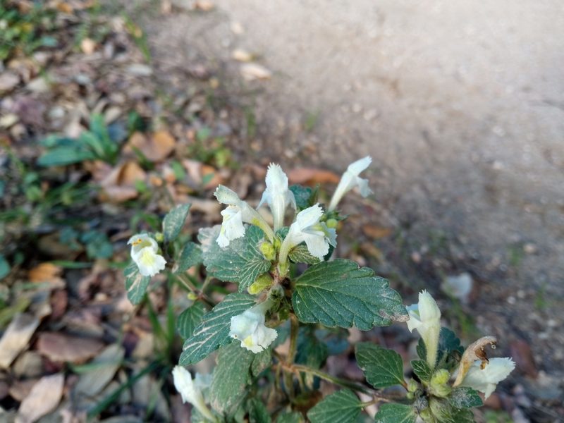 Galeopsis segetum, photographed by Josep Gesti