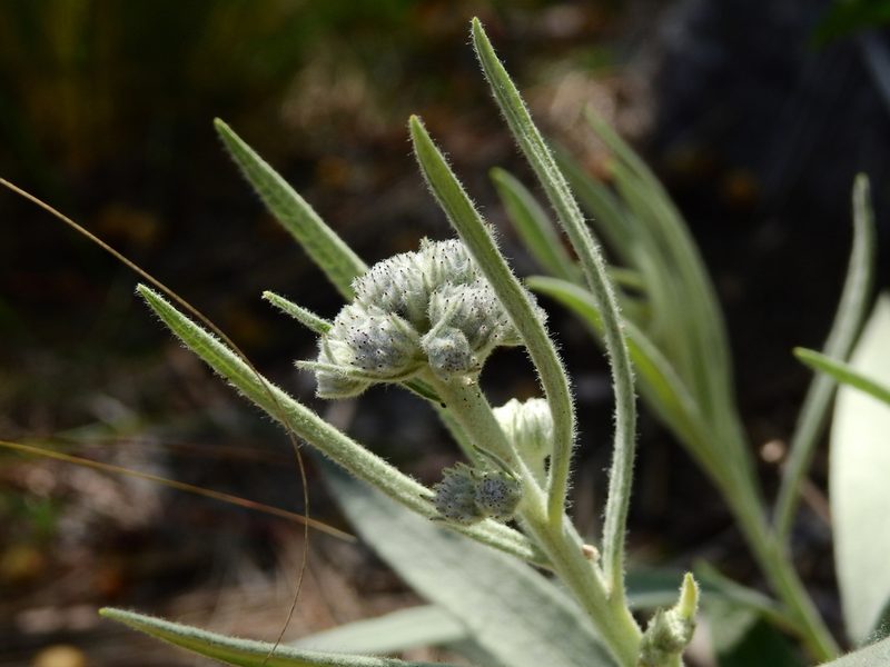 Lessingianthus mollissimus, photographed by Guillermo Debandi