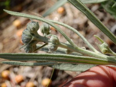 Lessingianthus mollissimus, photographed by Guillermo Debandi
