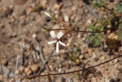 Pelargonium elongatum, photographed by Tony Rebelo