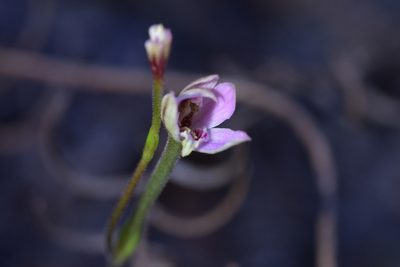 Caladenia variegata, photographed by Christopher Stephens