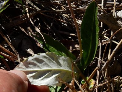 Chaptalia integerrima, photographed by Guillermo Debandi