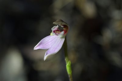 Caladenia variegata, photographed by Christopher Stephens