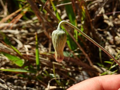 Chaptalia integerrima, photographed by Guillermo Debandi