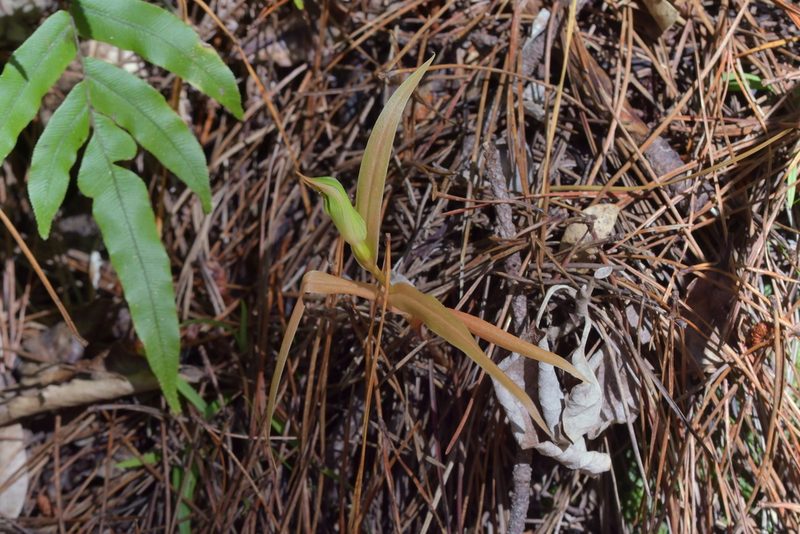 Pterostylis cardiostigma, photographed by Christopher Stephens