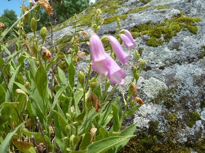 Digitalis thapsi, photographed by Andreas Taeger