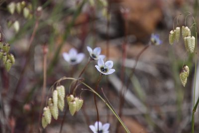 Wahlenbergia capensis, photographed by Tony Rebelo