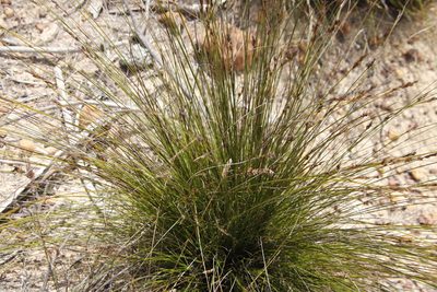 Schoenus cuspidatus, photographed by Tony Rebelo