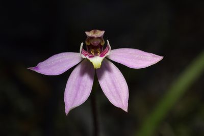 Caladenia bartlettii, photographed by Christopher Stephens