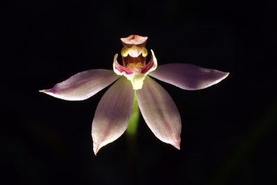 Caladenia bartlettii, photographed by Christopher Stephens