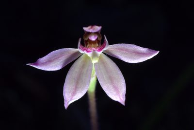 Caladenia bartlettii, photographed by Christopher Stephens