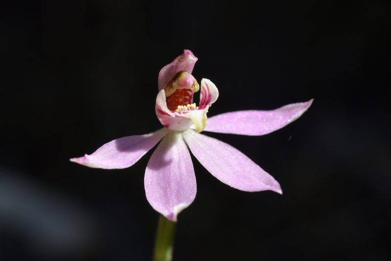Caladenia bartlettii, photographed by Christopher Stephens