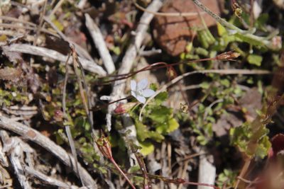 Wahlenbergia cernua, photographed by Tony Rebelo
