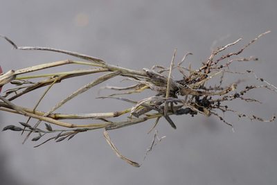 Eragrostis minor, photographed by Patrick Hacker
