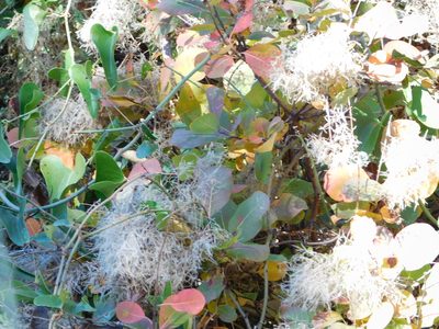Cotinus coggygria, photographed by Andrea Adelfio