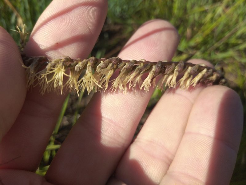 Holothrix scopularia, photographed by Benjamin Fredlund
