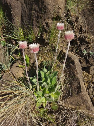 Helichrysum vernum, photographed by Benjamin Fredlund