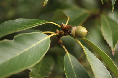 Quercus glauca, photographed by Se Lena