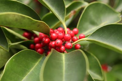 Ilex rotunda, photographed by Se Lena