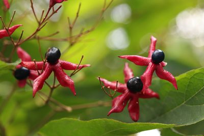 Clerodendrum trichotomum, photographed by Se Lena