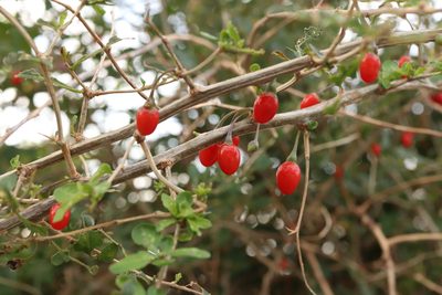 Lycium chinense, photographed by Se Lena