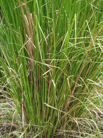Chrysopogon zizanioides, photographed by 葉子