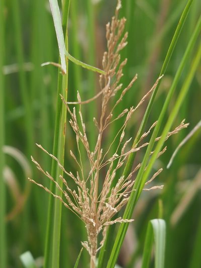 Chrysopogon zizanioides, photographed by 葉子
