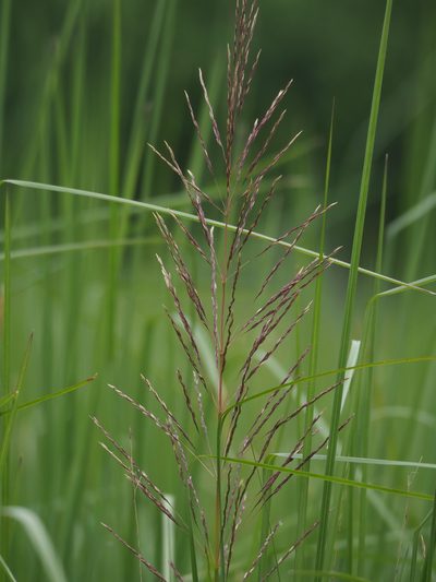 Chrysopogon zizanioides, photographed by 葉子