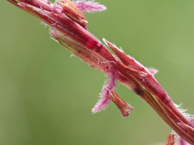 Chrysopogon zizanioides, photographed by 葉子