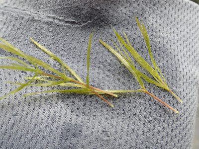 Najas guadalupensis, photographed by 葉子