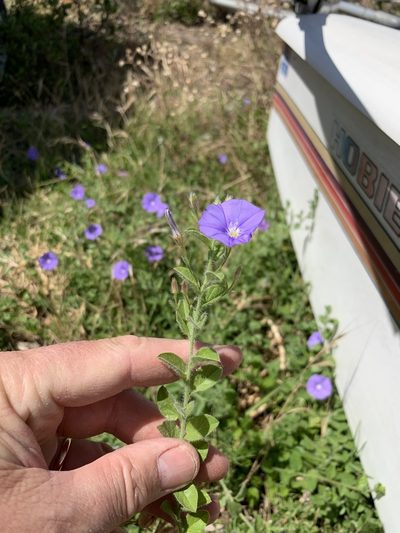Convolvulus sabatius, photographed by Dave Richardson
