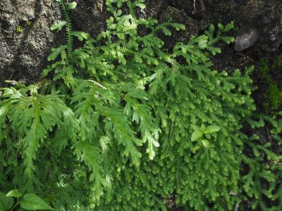 Selaginella repanda, photographed by 葉子