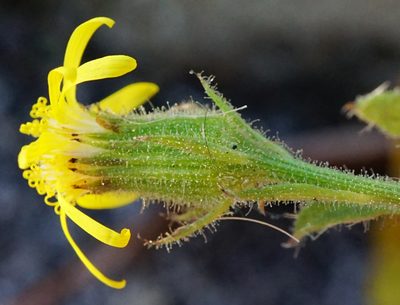 Senecio viscosus, photographed by Patrick Hacker