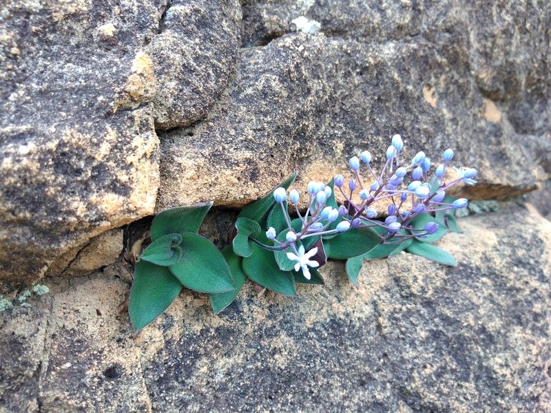Merwilla dracomontana, photographed by Benjamin Fredlund