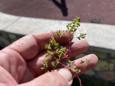 Euphorbia vermiculata, photographed by CK2AZ