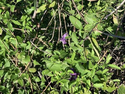 Clematis pitcheri, photographed by Cazody