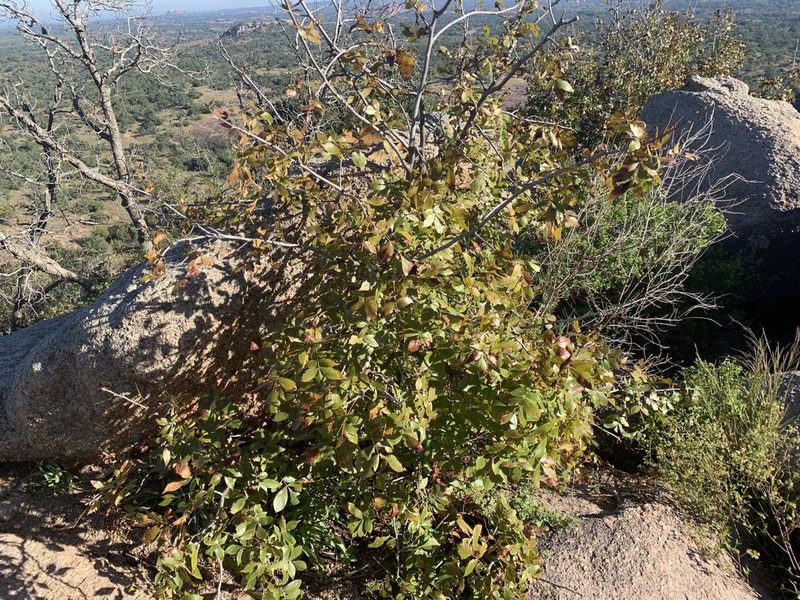 Carya texana, photographed by Cazody