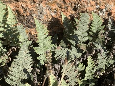 Myriopteris lindheimeri, photographed by Cazody