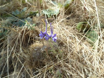 Delphinium gracile, photographed by Andreas Taeger