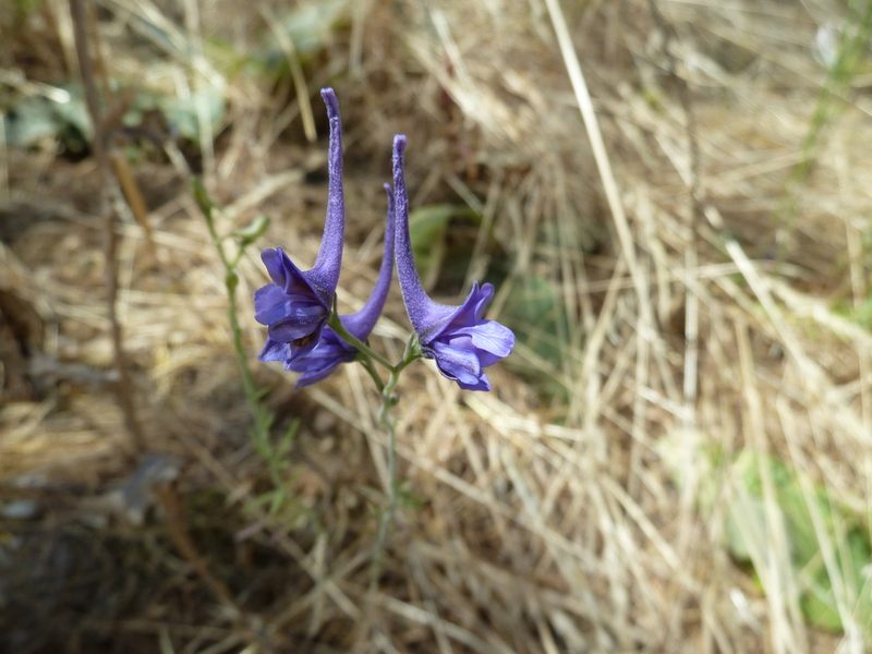Delphinium gracile, photographed by Andreas Taeger
