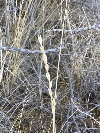 Thinopyrum obtusiflorum, photographed by er-birds