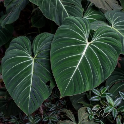Philodendron gloriosum, photographed by Reinaldo de Oliveira Elias