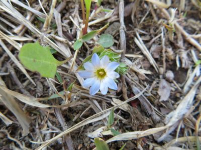 Gentiana squarrosa, photographed by Marco Mussita