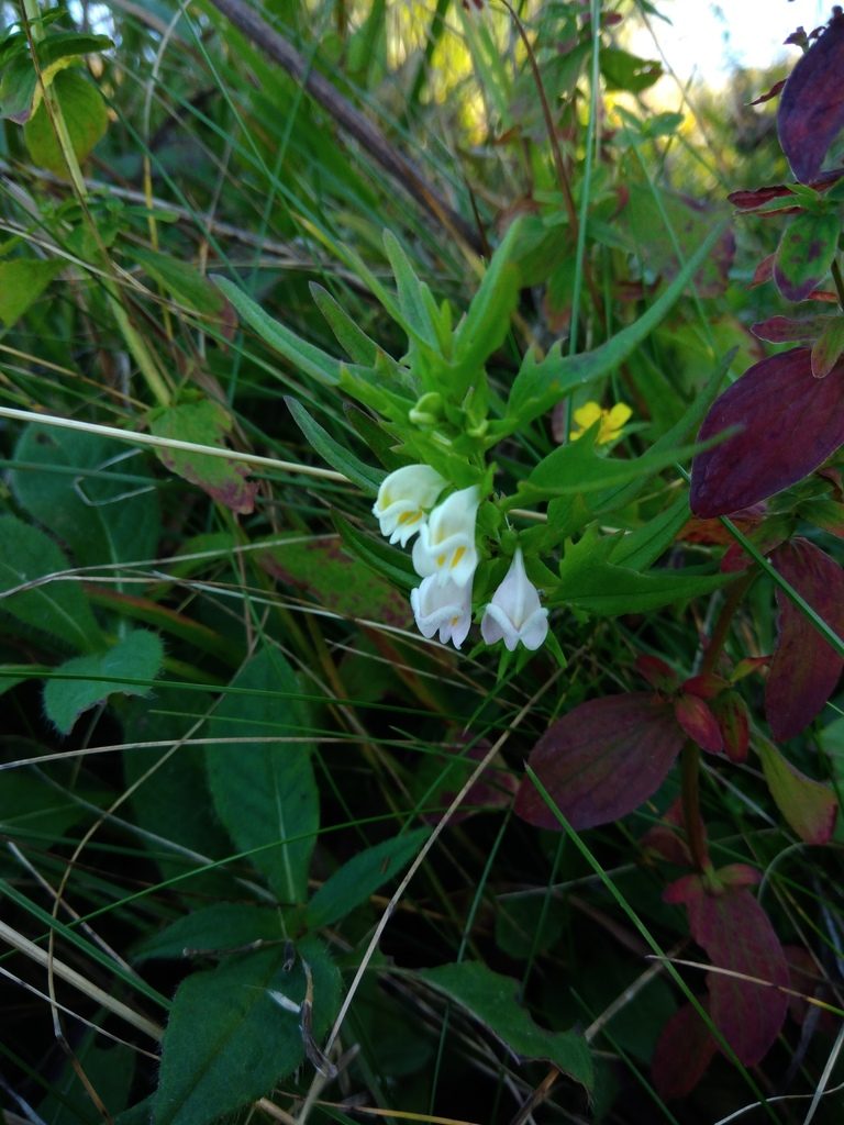 Melampyrum saxosum, photographed by Valerii Darmostuk