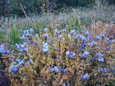 Gentiana asclepiadea, photographed by Valerii Darmostuk