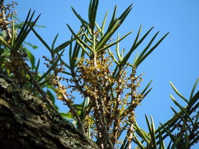 Tridactyle tridentata, photographed by i_c_riddell