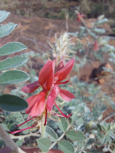 Indigofera mollicoma, photographed by Manuel R Popp