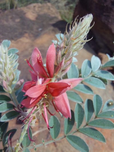 Indigofera mollicoma, photographed by Manuel R Popp