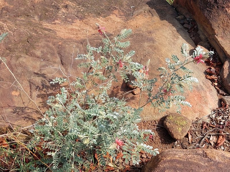 Indigofera mollicoma, photographed by Manuel R Popp