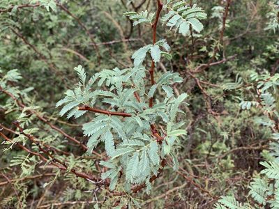 Vachellia bravoensis